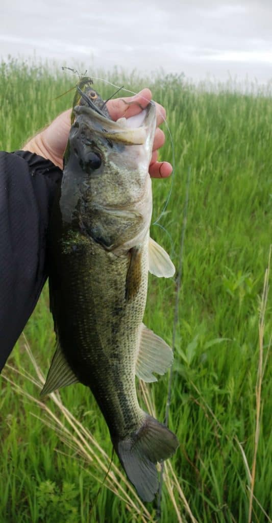 Expert angler expertly maneuvering a Booyah Pad Crasher Frog on calm waters at dawn, demonstrating the effectiveness of topwater frog lures in exciting bass fishing action