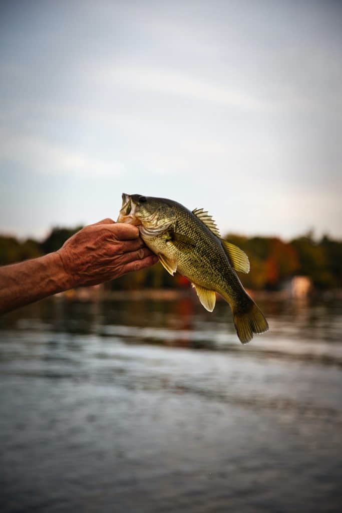 Relaxed angler peacefully bass fishing at a serene lake, illustrating the significant mental health benefits and stress relief aspects of engaging in nature-based activities like fishing.