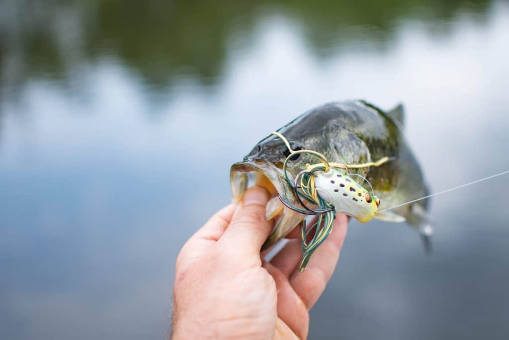 Angler skillfully casting a hollow body frog lure during summer for topwater bass fishing, creating enticing ripples on the water's surface to attract aggressive bass.