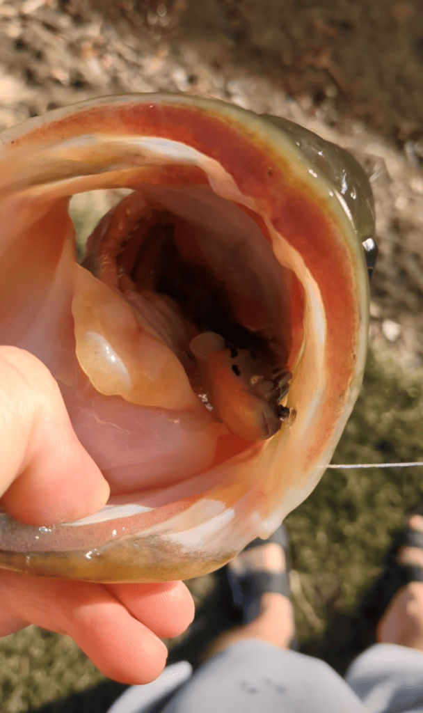 Bass swallowing a Donko-colored Megabass Dark Sleeper swimbait. 