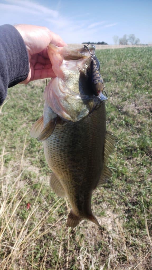 Angler holding a large bass caught with a Strike King KVD 1.5 in Brown Craw color.