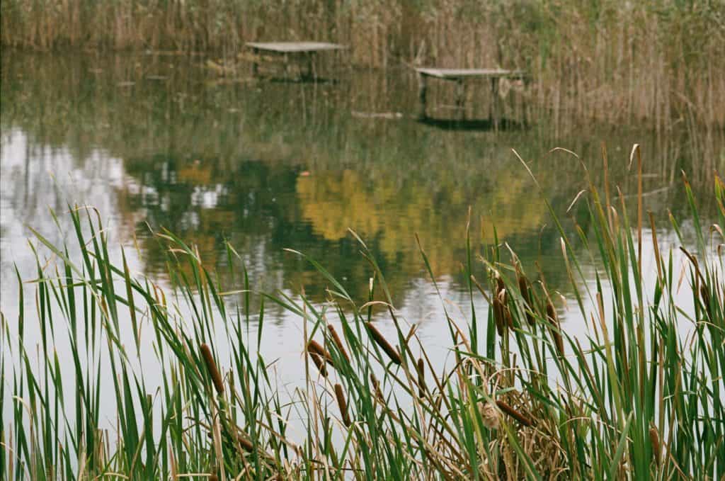 Fishing a Megabass Dark Sleeper swimbait through weed lines and cattails. 