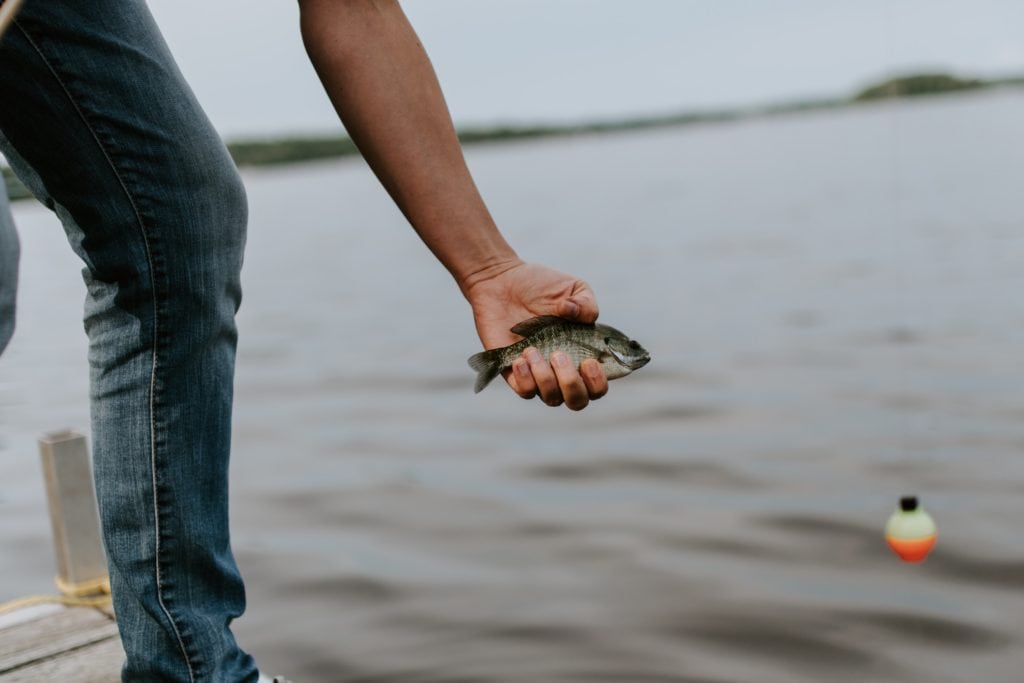 Angler's hands gently releasing a healthy fish back into the water after a successful catch.