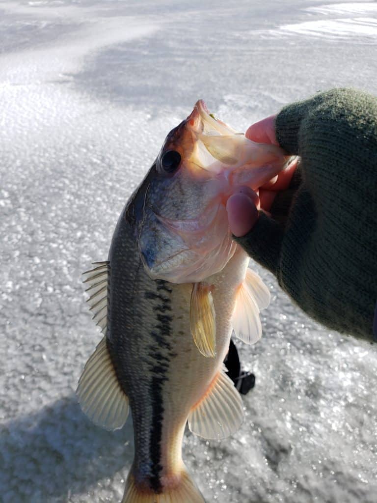 Largemouth Bass caught ice fishing with effective ice lures