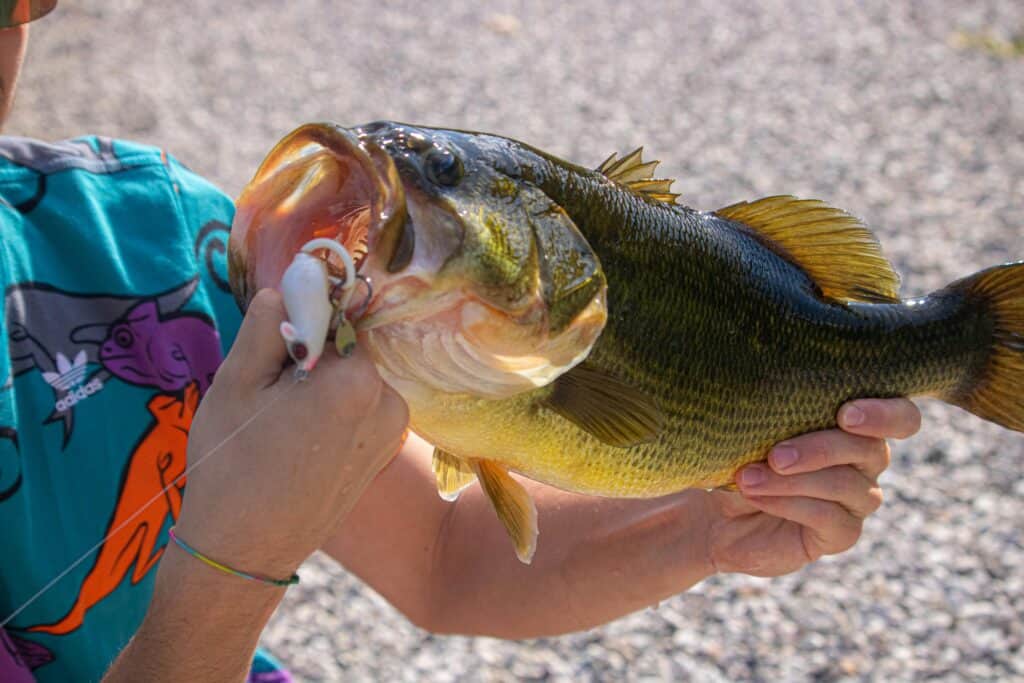 A four pound largemouth bass being held up for the camera